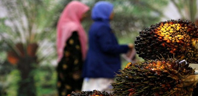 Maroc et la Malaisie vont vers un partenariat dans le domaine de l'huile de palme