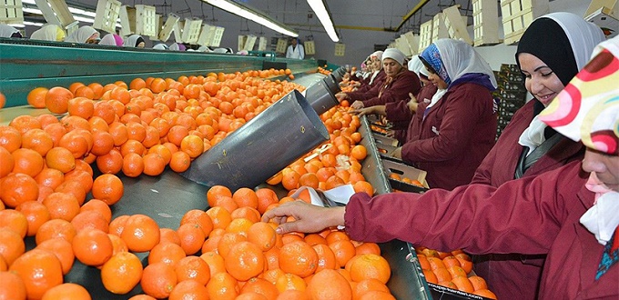 La filière agrumicole garantit plus de 120.000 emplois stables