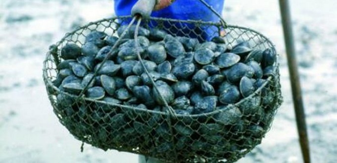 Interdiction de la récolte et la commercialisation de la coque issue de Dakhla