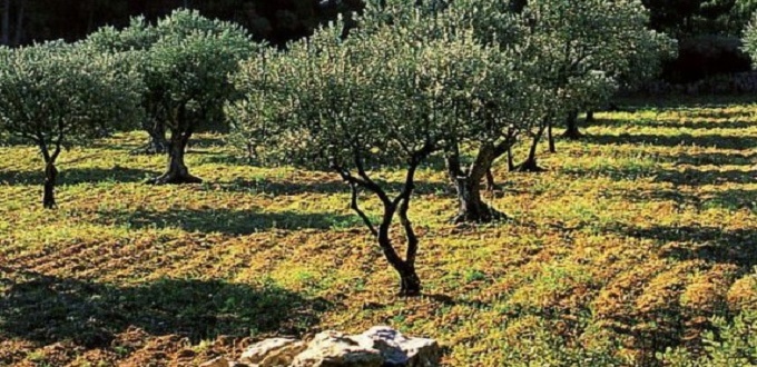 OCP lance la phase destinée aux cultures de l’olivier