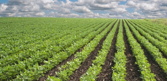 La campagne céréalière estimée à 61 millions de quintaux