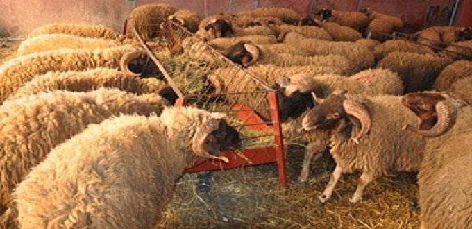 Aïd al-Adha 1445/2024 : 3 millions de têtes d'ovins et de caprins préparées pour l'abattage