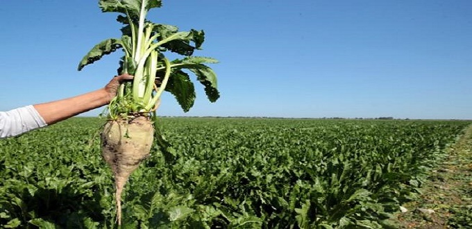 Rendements et production record de sucre dans le GHARB 1,5 million de tonnes