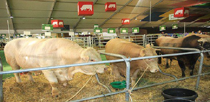 Fièvre aphteuse: le Programme de lutte s’étend aux ovins et caprins (ONSSA)