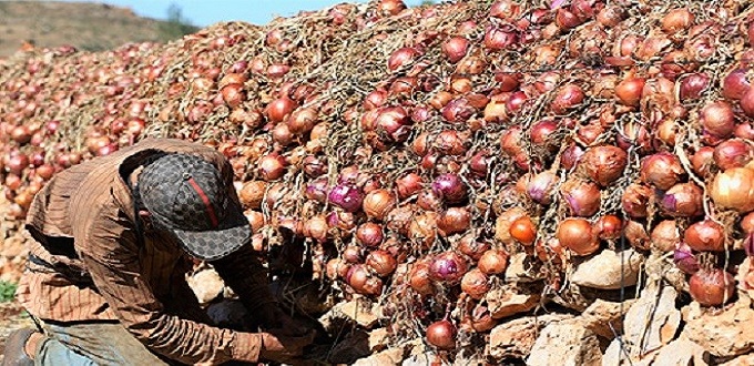Ramadan: Les prix de la tomate et de l’oignon retrouvent leur équilibre