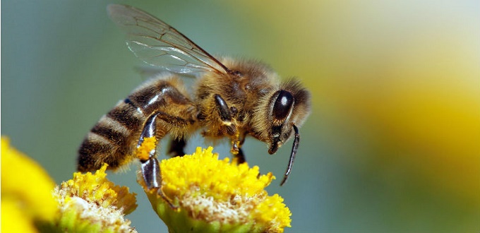 L’ONU sonne l’alarme pour la Journée mondiale des abeilles