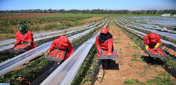 Récoltes des fruits rouges : Rabat-Salé-Kénitra, champion national