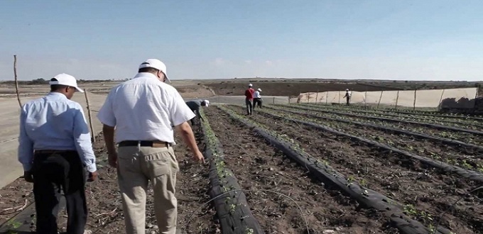Agriculture : Les Alliances productives pour secourir les petits agriculteurs