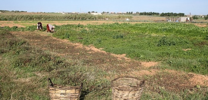 Lancement de l’opération de Melkisation de terres collectives 