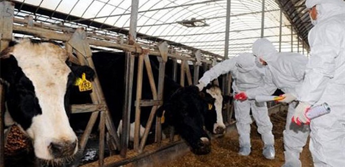 Fièvre aphteuse : ONSSA lance une vaste campagne