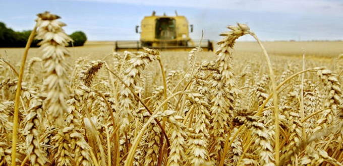 Agriculture : La production céréalière atteint 52 millions de quintaux