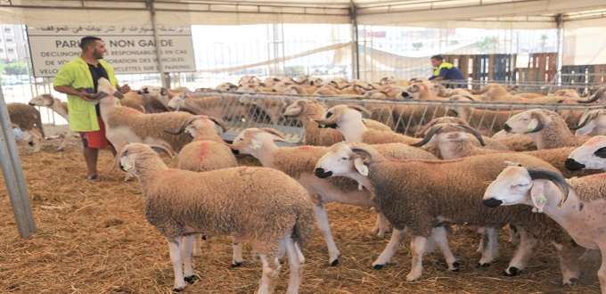 Aïd Al Adha : Le ministère de l'agriculture  dresse le bilan du plan d'action