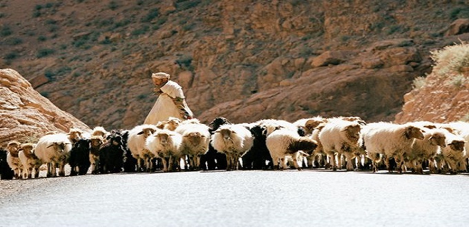 Net recule de la fièvre aphteuse au Maroc (ministre espagnole de l’Agriculture)