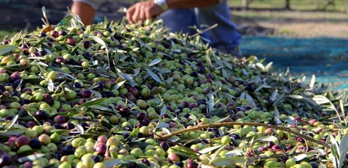 Vers une baisse de la  récolte de l’olive pour la campagne 2019 (professionnels)