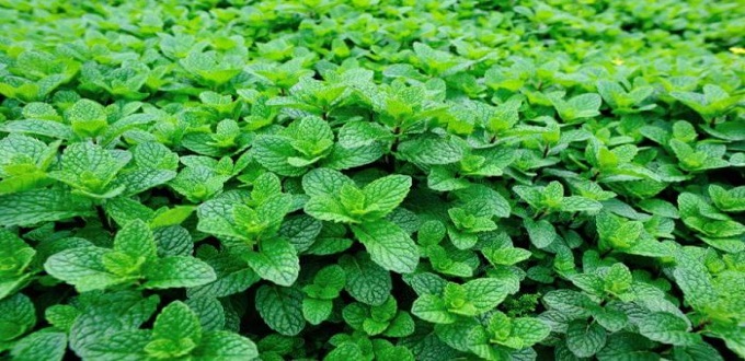 Commercialisation de la menthe: l’ONSSA renforce le contrôle chez les grossistes