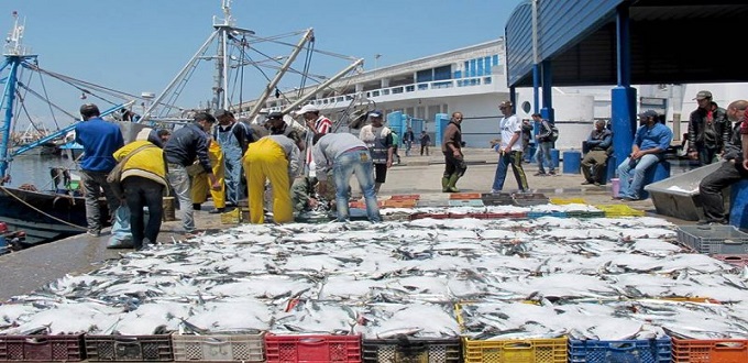 Pêches: Les débarquements à plus de 3,6 MMDH