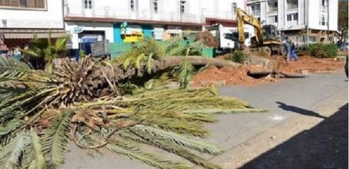(Billet 242) – La palmeraie de Kenitra détruite par la pâle mairie de M. Rebbah