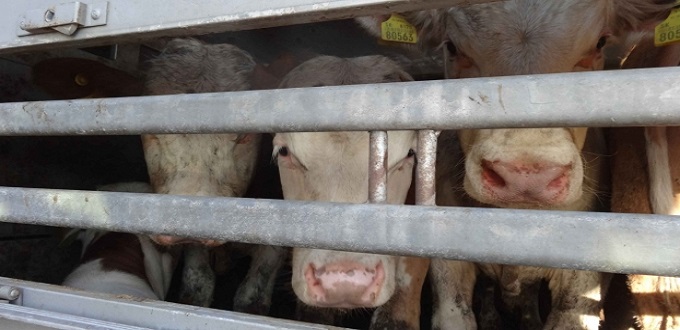 L’ONSSA renforce son programme préventif contre les maladies animales