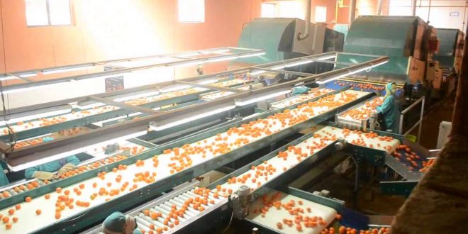 Inter Tridim installera une station d’emballage de fruits et légumes à Dakhla
