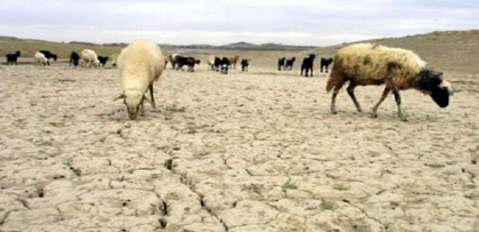Agriculture : Le Maroc optimiste en dépit de la sécheresse