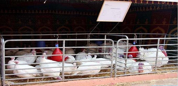 Aviculture :la  FISA assure un approvisionnement « normal et régulier »