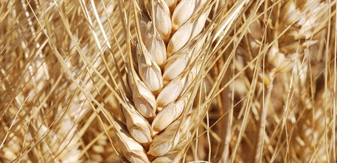 Le Maroc suspend les droits à l'importation sur le blé et les céréales
