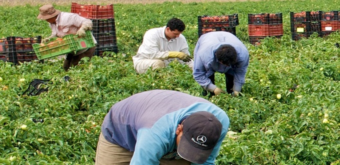 COVID-19 : L’UE demande l’ouverture des frontières aux travailleurs agricoles