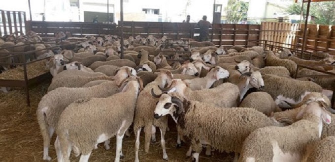 COVID-19 : Le gouvernement rassure sur l'état de santé du bétail