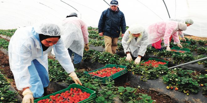  Coronavirus: Les saisonnières marocaines au secours de l’Espagne