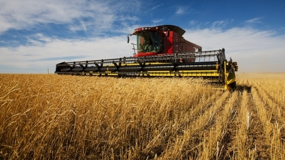 Campagne agricole 2019-2020: Production céréalière à 30 Mqx