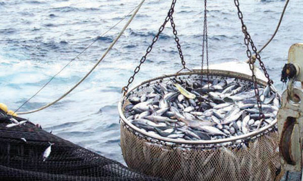 Pêche: Repli de 7% des débarquements en 2020 
