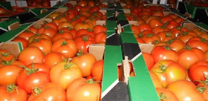 La tomate marocaine continue de performer sur le marché britannique