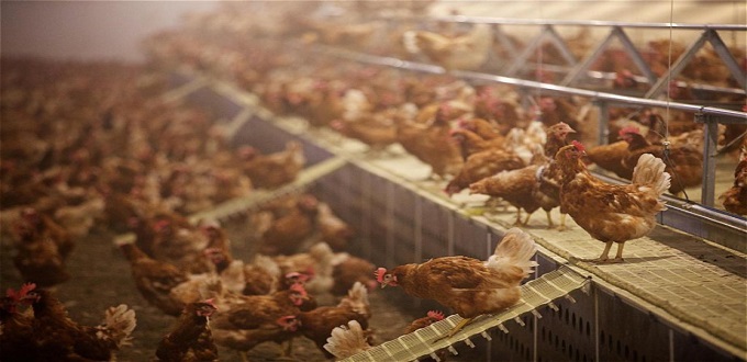 Aviculture : des milliers de poulaillers non conformes aux normes sanitaires