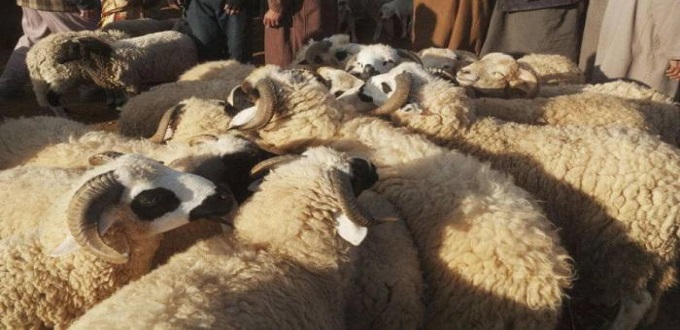 L’annulation de la célébration de Aïd Al-Adha « serait un désastre »