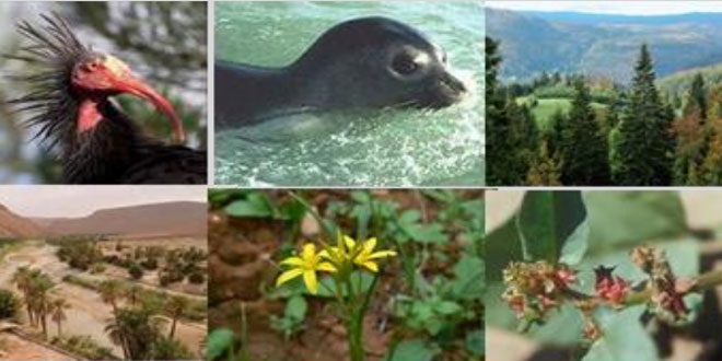 Biodiversité : Le Maroc compte plus de 24.000 espèces animales et 7.000 variétés végétales