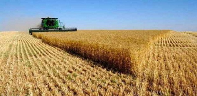 Les importations de blé seront à la baisse en 2021/2022 