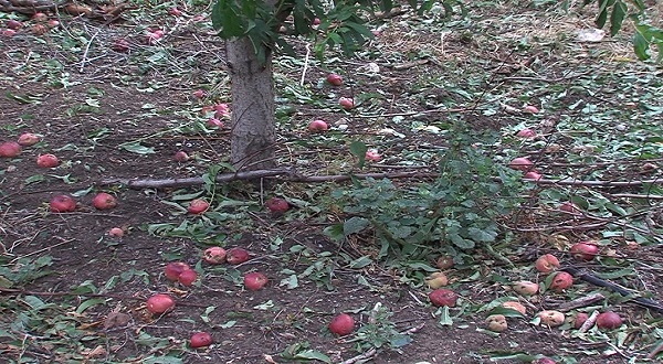La tempête de grêle : L’ampleur des dégâts varie entre 5% et 80% selon les cultures