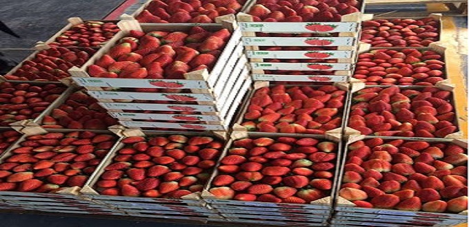 Fraises: le Maroc exporte 15 600 tonnes vers l'Espagne