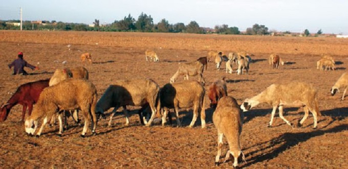 La Comader initie la création de nouveaux marchés à bestiaux pilotes