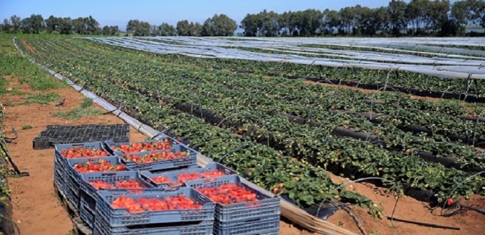 Lalla Mimouna: La Fédération marocaine des fruits rouges dénonce une « intimidation »