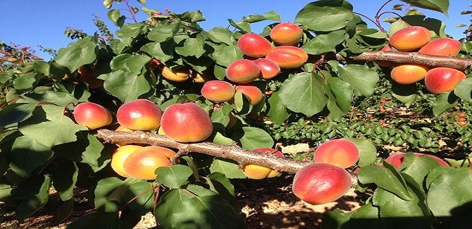 Le Maroc 13ème producteur mondial d’abricot