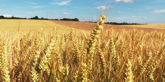 Sécheresse : Baisse historique des récoltes de blé