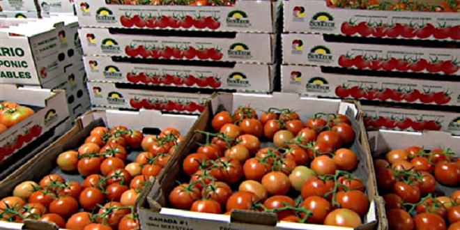 Tomates : Des associations espagnoles veulent limiter l’offre marocaine