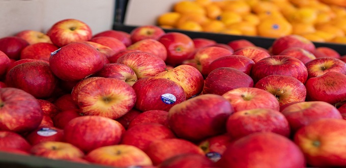 Le Maroc devient le 18ème producteur mondial de pommes