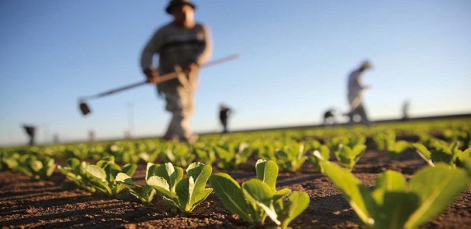 Covid-19:L'agriculture, un secteur pourvoyeur d'emplois  au Maroc