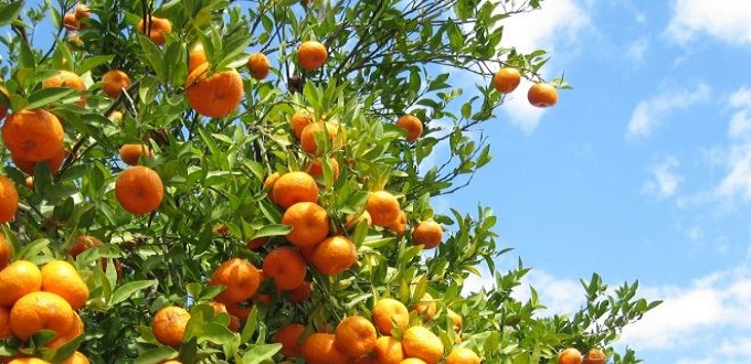 Le Maroc reste le 4ème producteur mondial de clémentines et mandarines