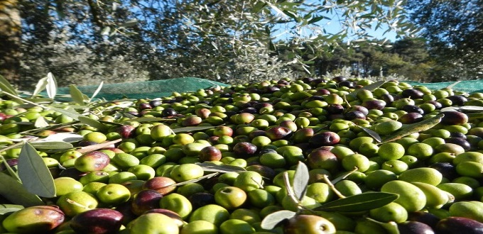Maroc: Les exportations d'huile d'olive vers l'UE dégringolent de 62,4%