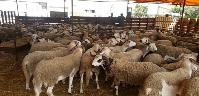Aid Al-Adha 1443 : Plus de 3 millions d'ovins et de caprins identifiés jusqu’au 16 mai