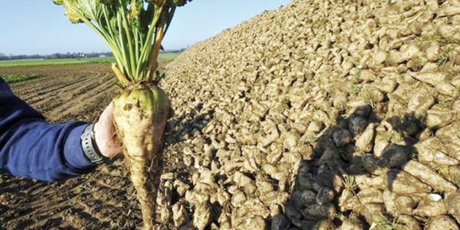 Gharb : Une production  d'1,2 MT de betterave à sucre est attendue