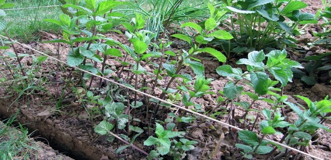 Akhannouch réfute la présence de médicaments dans la menthe